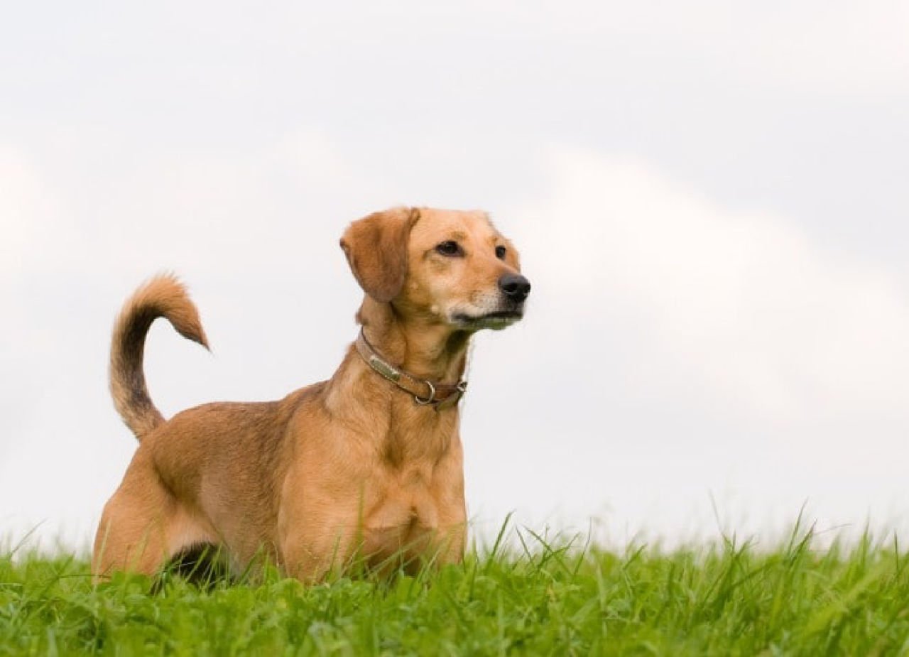 Köpekler biz insanların dilinden konuşabilseydi neler söylerdi kim bilir?Köpeklerle farklı yollardan iletişim kurmak İster misiniz?