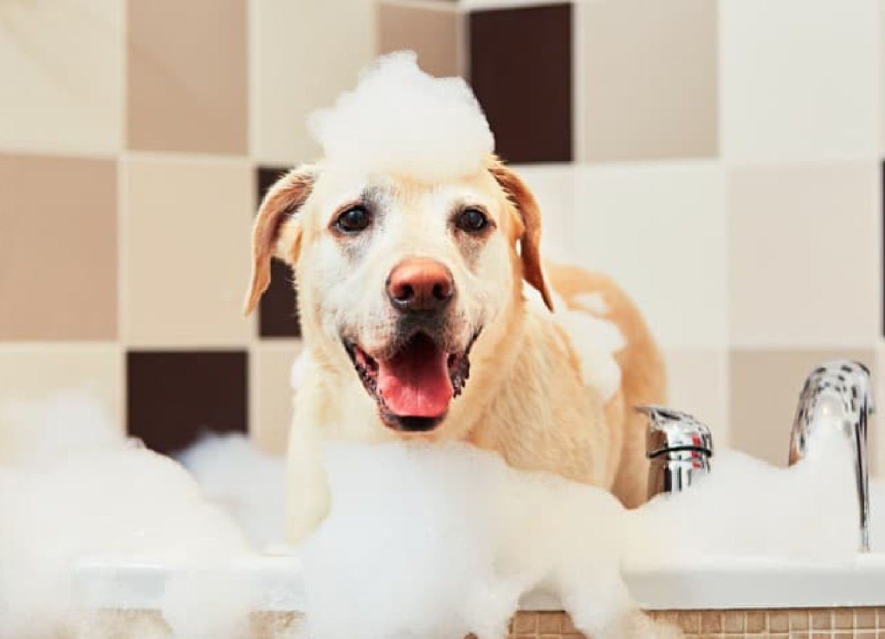 Köpekler kediler gibi kendileri temizleyen canlılar değildir ve bakımları için genelde insanların yardımlarına ihtiyaç duyarlar.