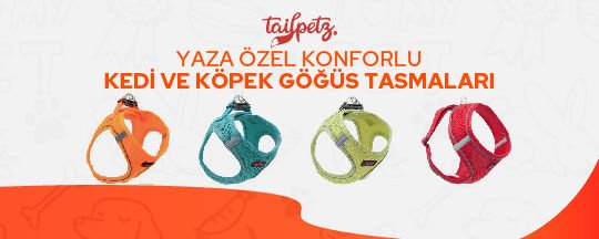 tasma , köpek , kedi