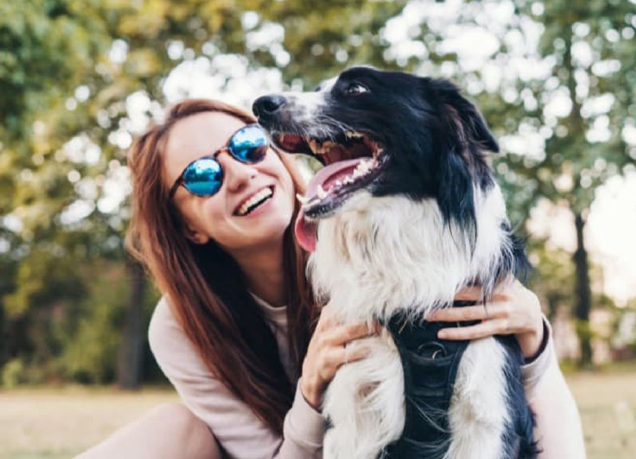 Köpekler de tıpkı insanlar gibi duygularını tepki vererek gösterirler. Bunlardan biri de mutluluk duydukları anlarda verdikleri tepkilerdir.