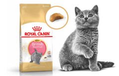 Royal Canin Kitten British Shorthair Yavru Irk Kedi Maması 2 Kg